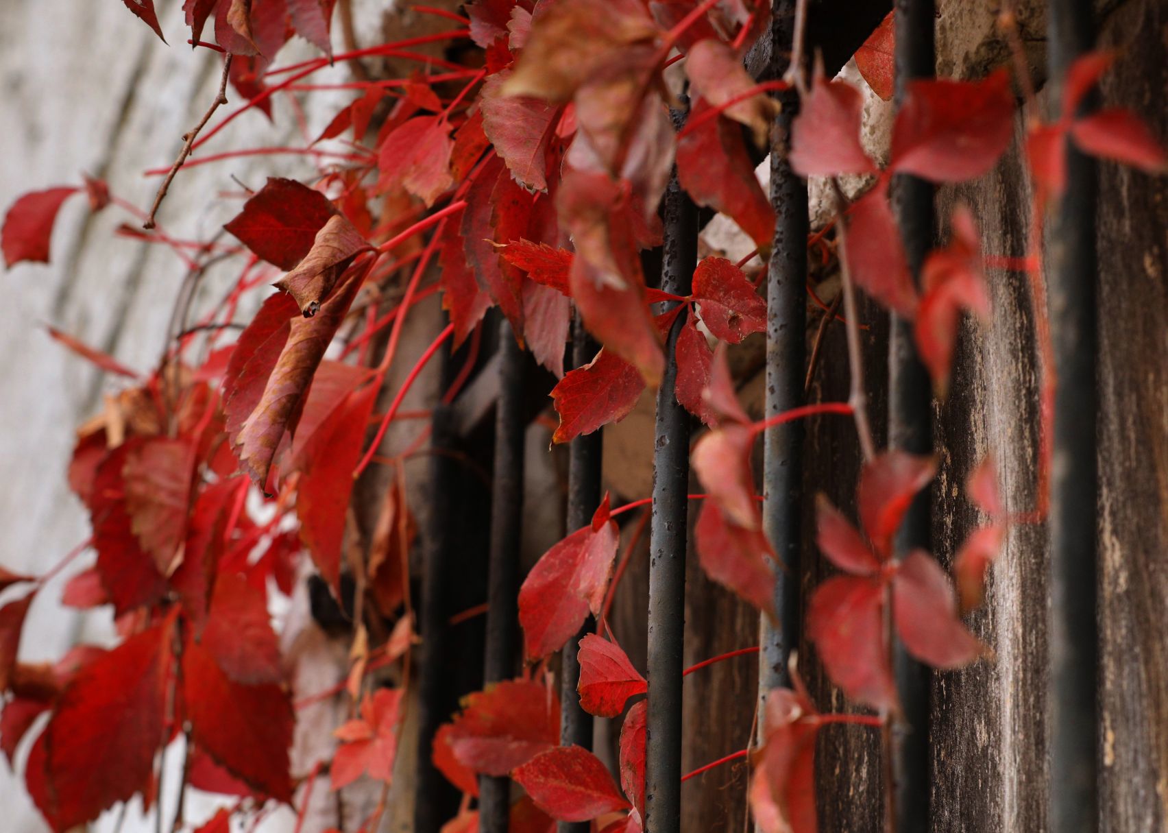 Fall colors burst around St. Louis' north side